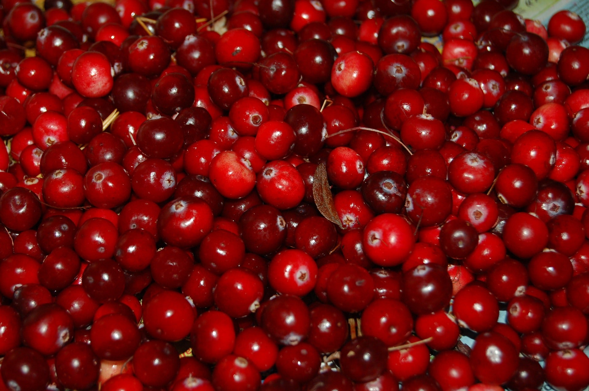 Cranberry Facts, History of the Cranberry