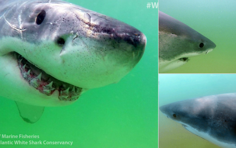 The Great White Sharks Have Arrived In Cape Cod For The 2018 Season