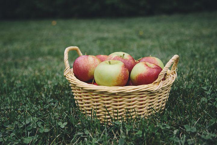 Best Apple Picking In Massachusetts