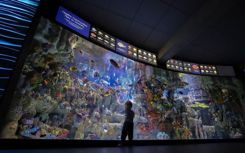 Take The Kids On A Virtual "Field Trip" To The New England Aquarium