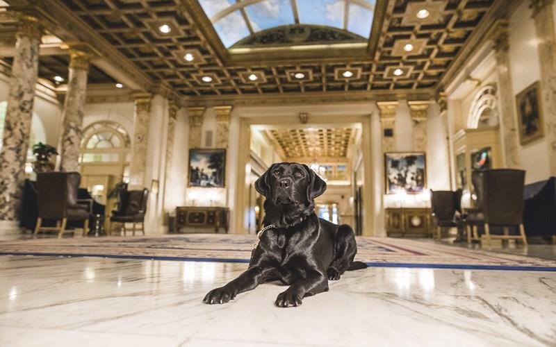 Meet The Fairmont Hotel's Newest Canine Ambassador