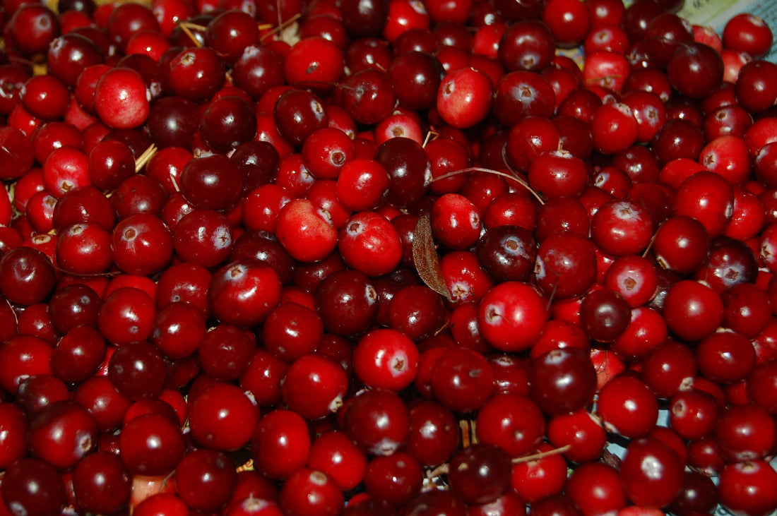 7 Fun Facts About Cranberries