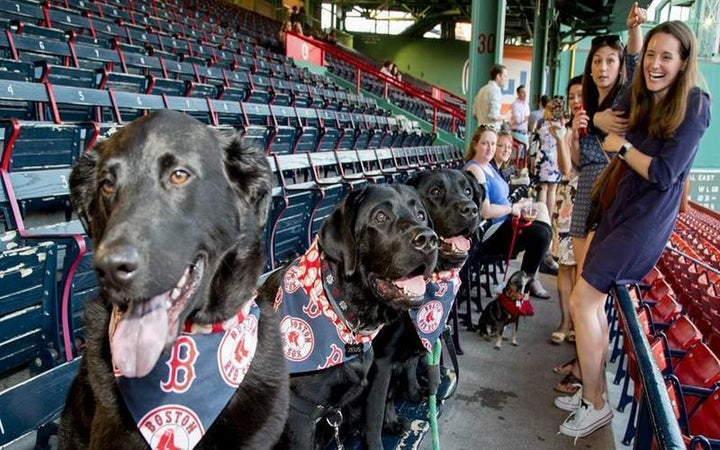 6 Ways Dogless Dog Lovers Can Get Their Puppy Fix In Boston
