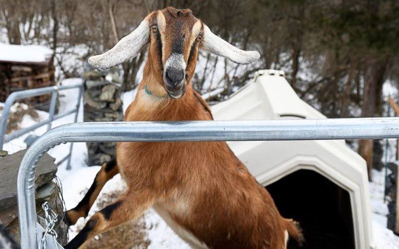 Lincoln The Goat Is The First Pet Mayor Of Fair Haven, Vermont
