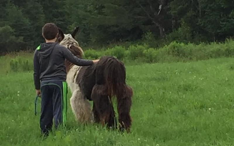 This Vermont Farm Invites You To Go "Llama Hiking"