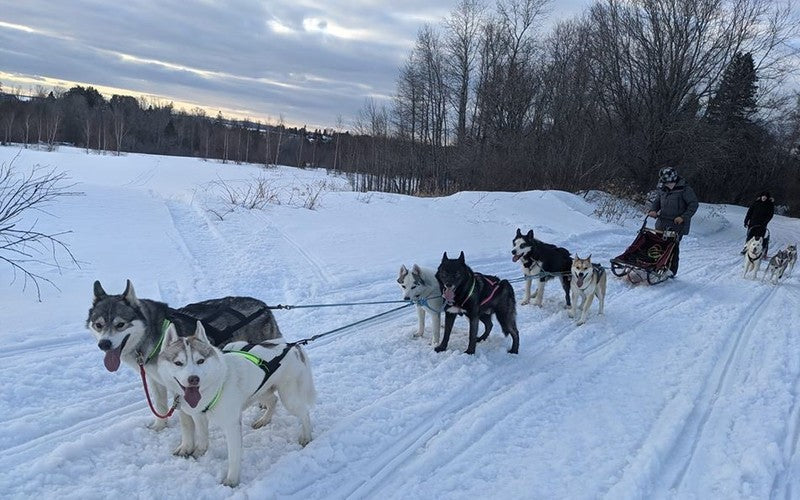 Maine Resident Delivers Groceries To Neighbors By Dogsled
