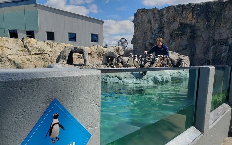 Mystic Aquarium Offers 24 Hour Live Stream Of Adorable Penguins
