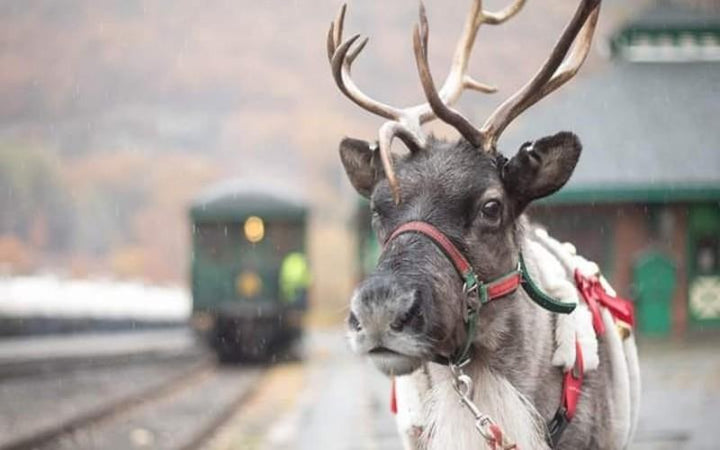 Meet Real Live Reindeer At Vermont's Only Reindeer Farm