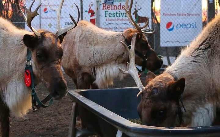 Head To Connecticut For The Greenwich Reindeer Festival