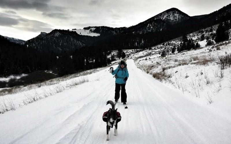 Try Skijouring With Your Dog In MA's Corner Of The Green Mountains
