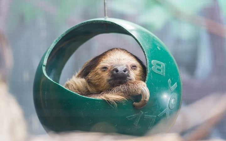 Have Breakfast With A Sloth At The Franklin Park Zoo